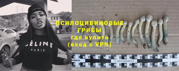 прущие грибы Аркадак