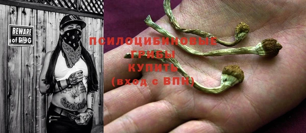 прущие грибы Аркадак